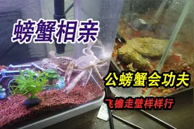 螃蟹繁殖第一天，公螃蟹就位，竟然自带功夫见面就追着母螃蟹打视频封面