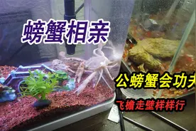 螃蟹繁殖第一天，公螃蟹就位，竟然自带功夫见面就追着母螃蟹打视频封面