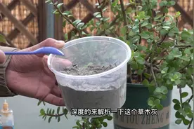 喜欢养花遇到草木灰一定别错过了，养花高手也离不开它视频封面