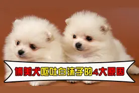 博美犬呕吐白沫子的4大原因！