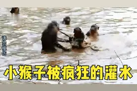 小猴子被暴怒的母猴按进水里。不断的被灌水。