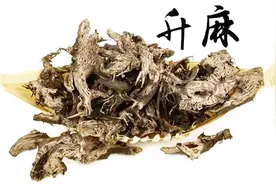 升麻的功效与作用有哪些？医生详细说明！#春季养生正当时#视频封面