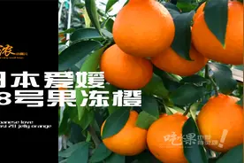 被誉为天然榨汁机的网红水果，日本爱媛38号果冻橙到底是橙还是桔视频封面