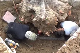 挖四十年老树根的过程合集视频封面