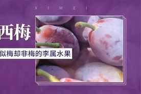 西梅——似梅却非梅的李属水果视频封面