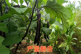 茄子生长过程中，用好这两种肥料，后期茄子树的产量一棵抵十棵