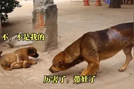 狗狗捡到一只小猴，反被当成猴妈妈，被小家伙赖上了