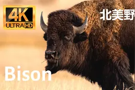 【零距离看动物】北美野牛：体型庞大，险遭灭绝，又成美国国兽视频封面