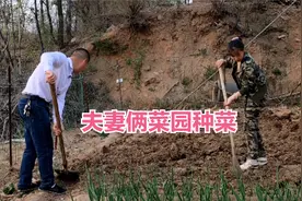 夫妻俩菜园种菜，辛勤劳动就会有收获，平淡的日子也幸福视频封面
