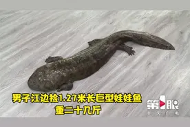 男子江边捡1.27米长巨型娃娃鱼 重二十几斤视频封面