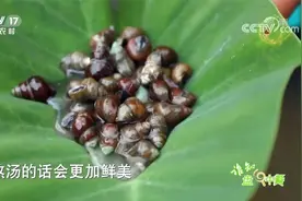 你是不是也有同样的疑问：螺蛳粉里的螺蛳哪去了？视频封面