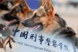 中国刑警学院竞售54只淘汰受训犬，领养人有三个条件，网评亮了