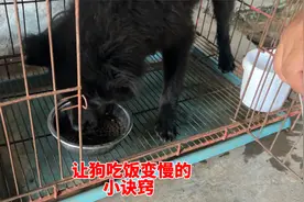 狗吃饭太快容易噎到，有什么解决的办法？训犬师分享小妙招视频封面