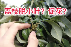 荔枝及时脱小叶，防冲梢；若花穗未抽出，应打细胞分裂素+叶面肥视频封面