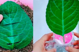 大岩桐扦插容易腐烂？来试试这个新方法，分享三种不同的扦插技巧视频封面