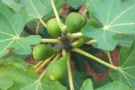 无花果小个，原因缺乏一种元素，一般肥满足不了视频封面