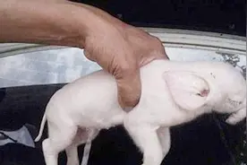 传说中的“猪生象”，突然降临，真的是好事？