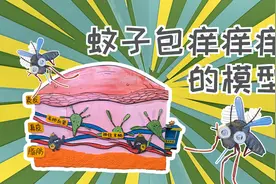 蚊子叮的包为什么这么痒？止痒的原理你知道吗？视频封面