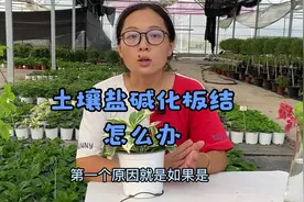养花最怕的盆土表面的白粉是什么？对植物有啥危害？教你如何处理视频封面