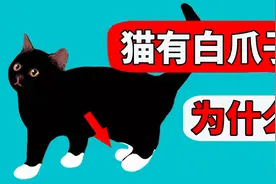 为什么很多猫的爪子是白色的？