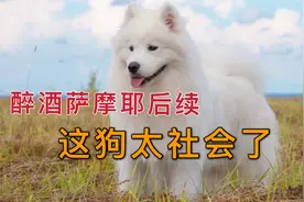 萨摩耶醉酒后续，泡金毛，夜不归宿，这狗真社会视频封面