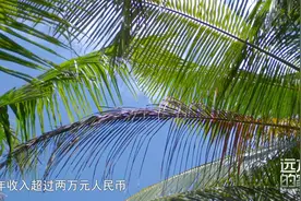 海南文昌大力发展椰子产业，带动当地就业和经济发展视频封面