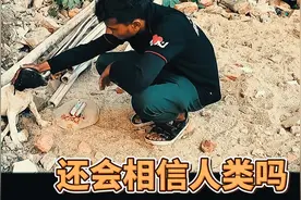 一只流浪狗被车撞伤了后腿，他还会再次相信人类吗？视频封面