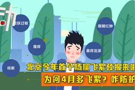 北京今年首个杨柳飞絮预报来啦！为何4月多飞絮？咋防护？