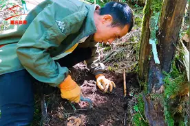 海拔两千米深山寻宝，挖野生天麻只要找对地方，徒手都能挖出来视频封面