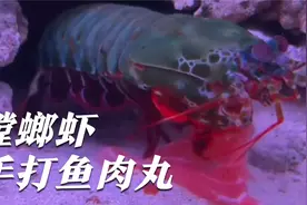 鲨鱼吃肉夹馍！螳螂虾锤鱼丸！我被鲨鱼打脸到嘴瓢……视频封面
