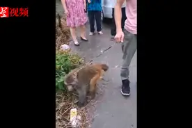 “大圣”私自外出被“发现” 森林公安：不允许私人饲养