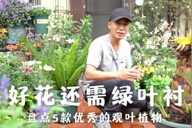 好花还需绿叶衬，5款优秀观叶植物，叶子优美搭配花镜效果佳视频封面