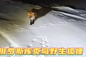 库页岛野生的狐狸特别多！为什么不建议投喂食物！视频封面