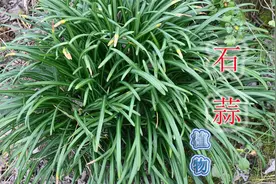 石蒜又叫“曼珠沙华”，植物常与毒蛇共存，用途与价值了解吗？视频封面