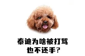 为什么你揍泰迪它不敢还手？视频封面