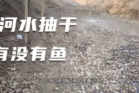 河水抽干了真的能够旱地拾鱼吗视频封面