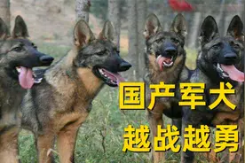 国产顶级军犬昆明犬，为何不受待见，国外犬友的话令人愤怒