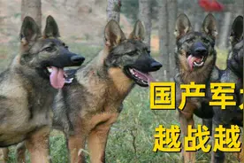 国产顶级军犬昆明犬，为何不受待见，国外犬友的话令人愤怒视频封面