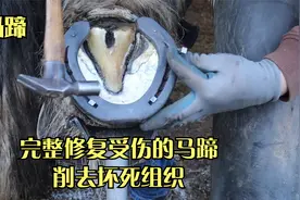 完整修复受伤的马蹄，削去坏死组织，顺便换个新马掌，马上就舒服