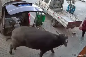 疯牛跑上街头狂追红衣女子 过路电动神反应一个漂移逃离视频封面