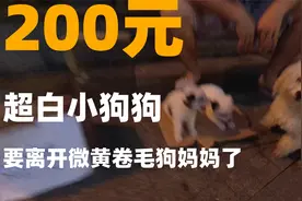 满月小狗要离开妈了现在它是什么心情呢？它一辈子再见不到它妈了