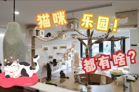 入住142平米的猫乐园，猫咪钻进迷宫还能出来吗，姿势千奇百怪视频封面