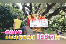 广东高州：一棵荔枝树就拍出188万元，买主拥有一年的采摘权视频封面
