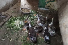 农家养的鸭子为什么好吃，原来喂的是这些主食，还得配上蔬菜视频封面