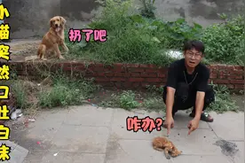 小猫不知什么原因口吐白沫，金毛说是得病了让扔掉它，该怎么办？视频封面