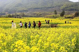 宁波最大的油菜花欣赏基地，比美桑洲岭，称为宁波版婺源视频封面