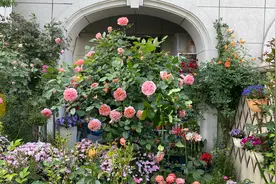 月季花品种推荐，花大花香、可藤可灌、抗病好长势强健，音乐馆！视频封面