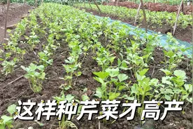 啥时间种芹菜长势旺？期间用啥肥料合适？分享老乡多年种植经验视频封面