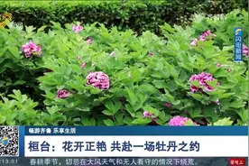 乐享春光！桓台万株牡丹花竞相开放，快来赴一场“国色天香”之约视频封面