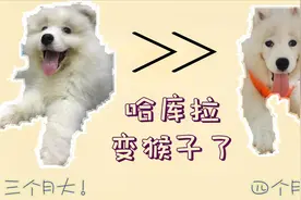 萨摩耶哈库拉回家一个月后怎么长这样了？原来这就是尴尬期。